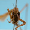 male, face frontal view (paratype). Depicts CollectionObject 1542964; 4e4fa632-af3b-4571-a10d-14865a285f0d, a CollectionObject.