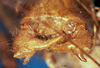 CollectionObject 1572390; b3fdd5c0-f3dd-46ce-a754-c4845686ae57: male cerci. (CollectionObject).