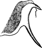 Pygofer appendages on Erythria algerica Dlabola & Janković, 1981: Pygofer appendages. (Observation).