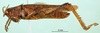 CollectionObject 1501596; f2044e5e-c181-49a0-ae8e-34176ea9c2b5: male, lateral view (syntype). (CollectionObject).
