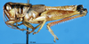 CollectionObject 1581364; 1df460df-211f-47d2-8bbb-56f5f91541bc: male, lateral view (paratype). (CollectionObject).
