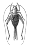 Arachnocephalus vestitus Costa, 1855: Fig. 363. female habitus, dorsal view. (Otu).