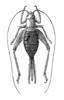 Fig. 363. female habitus, dorsal view. Depicts Arachnocephalus vestitus Costa, 1855, an Otu.