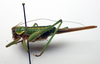 CollectionObject 1520833; 068962b3-f6fd-4299-bc0d-dd579467d6d1: female, lateral view (holotype). (CollectionObject).