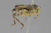 CollectionObject 1523268; af6b222c-eecb-4a17-bec1-168d270d890c: female, lateral view (lectotype of Neotettix rotundafrons). (CollectionObject).