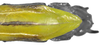 CollectionObject 1563848; 364100f8-9d9e-4eac-89c3-59294458775a: copyright O. Conle. female: end of abdomen, ventral view (paratype). (CollectionObject).;CollectionObject 1563849; b63a34f3-4e4e-47f5-b59c-fa1d1f375f11: copyright O. Conle. female: end of abdomen, ventral view (paratype). (CollectionObject).;CollectionObject 1563850; 72a260c7-dc05-4f24-98d1-642f23082df8: copyright O. Conle. female: end of abdomen, ventral view (paratype). (CollectionObject).