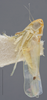 Habitus, lateral view: Lateral. (Observation).