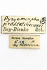 CollectionObject 1528527; 19976537-718c-46bc-9551-061c3cffb942: labels (holotype of Pyrgomorphella predtetshenskii). (CollectionObject).