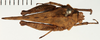 CollectionObject 1529907; 175a964a-e42d-4db2-8d38-37ede83e8d9d: female, dorsal view (holotype). (CollectionObject).