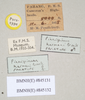 Ommatopseudes harmani (Brock, 1995): copyright Natural History Museum, London. male and fmale, data labels (paratypes). (Otu).