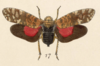 Habitus, dorsal view: !! display not done !! on Obia tenebrosa Distant, 1887: (Observation).