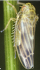 Habitus, dorsal view on Erythria manderstjernii (Kirschbaum, 1868): Habitus (male). (Observation).