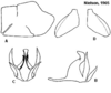Pygofer appendages: !! display not done !! on Cuerna gladiola Oman & Beamer, 1944: <b>A</b>, male pygofer lateral aspect; <b>B</b>, aedeagus lateral aspect; <b>C</b>, aedeagus caudal aspect; <b>D</b>, female internal sternum VIII. All from paratypes. (Observation).