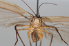 CollectionObject 1506587; 89ec8333-6d22-4e07-973b-8005501f7070: male, anterior view (syntype). (CollectionObject).