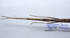 CollectionObject 1576307; 8c4eef8c-667e-46e1-bcb6-562b748f71df: copyright ZRC, Singapore. female: head & thorax, dorsal view (paratype). (CollectionObject).