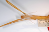 CollectionObject 1561110; 970086b2-1207-4fb3-bdca-9a1edf86cf4d: copyright MNCN, Madrid. female: head and thorax, lateral view (holotype). (CollectionObject).