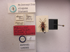 CollectionObject 1593441; 55f5be01-97ca-42d4-a846-23814a2b092c: Melanospilus elegans. Lectotype. (BMNH) - (CC BY-NC 4.0) Photo by Stuart Cole, reproduced with permission from the Natural History Museum, London, UK. (CollectionObject).