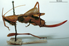 CollectionObject 1503281; MBBJ 3224145, 64733a17-de14-403c-9484-11f63f5d1b4b: female, lateral view (paratype?). (CollectionObject).