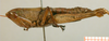 CollectionObject 1537803; 308dcdda-f231-4cd3-9e10-4896fba240dd: female habitus lateral view (paratype). (CollectionObject).