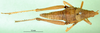 CollectionObject 1501808; fbb8fc68-25a5-4c73-ab1c-6b7b1ab6d3af: female, dorsal view (paratype). (CollectionObject).