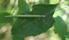 Macynia labiata (Thunberg, 1784): female (Kirstenbosch Botanical Gardens, near Cape Town). (Otu).