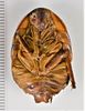 CollectionObject 1863292; 108f81d4-4823-4a75-be86-f406e602e379: (CollectionObject).