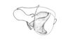 Tebacris nigrisoma Cigliano, 1989: Fig. 199. cingulum and endophallus, lateral view. (Otu).