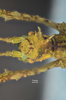 CollectionObject 1595662; 3c2d9ef7-965a-4a20-a322-2cf0e46e7296: copyright SWFU Kunming. female head: dorsal view (holotype). (CollectionObject).