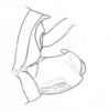 Ceuthophilus (Ceuthophilus) peninsularis Rehn & Hebard, 1914: Fig. 551. male abdomen tip. (Otu).