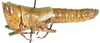 Maculacris flavomaculata Willemse, 1932: female. lateral view. (Otu).