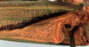 CollectionObject 1522696; 939cb296-85fe-47a3-a1c9-46bccd6130cc: stridulatory area (holotype). (CollectionObject).