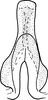Connective on Drabescus vitreus Schmidt, 1926: Connective, ventral view. (Observation).
