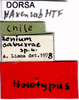 CollectionObject 1507043; d504aeac-a30f-46cf-aba9-a682197a89a5: labels (holotype). (CollectionObject).