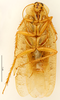 CollectionObject 1587358; MNHN(SF IMPORT DUPLICATE) MNHN-EP-EP3456, c25182bf-a112-4b69-bbdf-5020240abdc4: CC BY-NC-ND 4.0/MNHN - Depraetere Marion - 2014. Syntype, male, of lineaticollis Bolívar, 1897. Specimen number: MNHN-EP-EP3456. http://coldb.mnhn.fr/catalognumber/mnhn/ep/ep3456. (CollectionObject).