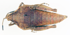 CollectionObject 1573934; 8c055bf4-4c65-43c0-982d-2941dd755e5f: female, dorsal view (paratype). (CollectionObject).