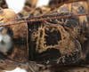 CollectionObject 1539760; 2452bbd9-7ae1-4ebc-932f-731e3b00ba1a: male stridulatory apparatus (holotype). (CollectionObject).