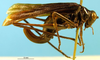 CollectionObject 1521371; 6011bee6-010b-4b67-b803-2ff57a0f890f: female, lateral view (lectotype). (CollectionObject).