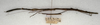 CollectionObject 1557742; 5c19e1dd-7ea1-428e-a2a1-c2c707f2e869: copyright NMW, Vienna. female juv. of synonym Carausius serratus, lateral view (lectotype). (CollectionObject).