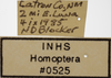 Other on Athysanella (Gladionura) lunata Ball & Beamer, 1940: Labels - Female. (Observation).