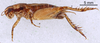 CollectionObject 1522768; 5685d436-8aef-492a-ae3f-38625480179e: Male, lateral view (holotype). (CollectionObject).