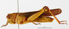CollectionObject 1588722; 25c8fe51-59f1-487a-9281-6833166cf1fb: male, lateral view. (CollectionObject).