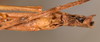 CollectionObject 1558982; a2667a89-712a-4ba6-8f36-842bc936eedf: copyright OUMNH. male: end of abdomen, ventral view (syntype). (CollectionObject).