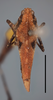 CollectionObject 1596023; 09620445-73aa-4113-9816-9ede1fdbe31d, MZLU178061: male (dorsal view), syntype (scale bar 5 mm). (CollectionObject).