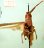 CollectionObject 1500991; 9a005da7-2df8-4174-91f1-24c565429a2d, DORSA BA000355S01: male, frontal view (holotype). (CollectionObject).