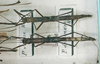 CollectionObject 1560923; 5689ef62-d358-45d3-a3b9-100b38588fe8: copyright MNHN, Panel coll., Paris. female (syntype). (CollectionObject).