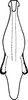 Aedeagus, ventral view on Arboridia (Arboridia) agrillacea (Anufriev, 1969): ventral view. (Observation).