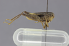 CollectionObject 1525562; d9278fee-3b3d-4547-b6a1-1df92c139ca4: male, lateral view. (CollectionObject).