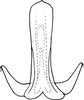 Aedeagus, ventral view on Drabescoides nuchalis (Jacobi, 1943): Aedeagus, ventral view. (Observation).
