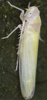 Habitus, dorsal view on Edwardsiana ulmiphagus Wilson & Claridge, 1999: Habitus (female). (Observation).