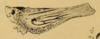 Habitus, lateral view on Cyarda acuminipennis (Spinola, 1839): (Observation).